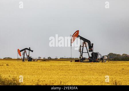 I pozzi petroliferi onshore con pompe meccaniche sono circondati da campi di coltura dorati a Saskatchewan, Canada. Infrastruttura per combustibili fossili con copia sp Foto Stock