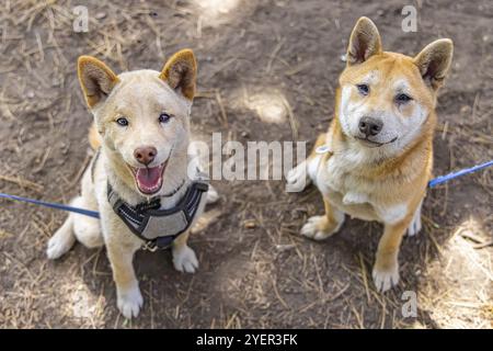 Due cani Shiba Inu rossi sono seduti fianco a fianco nel parco. Un canino maturo e un cucciolo giovane in posa per un ritratto con spazio per le copie sottostante Foto Stock