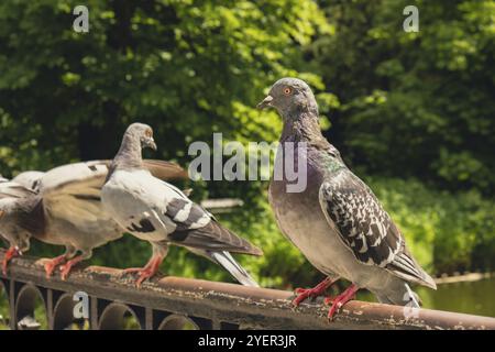 Dare da mangiare ai piccioni che volano in città. Dare da mangiare agli uccelli piccioni dalle mani. Tiene l'avena nelle palme aperte. I piccioni prendono le mani dal turista pla Foto Stock