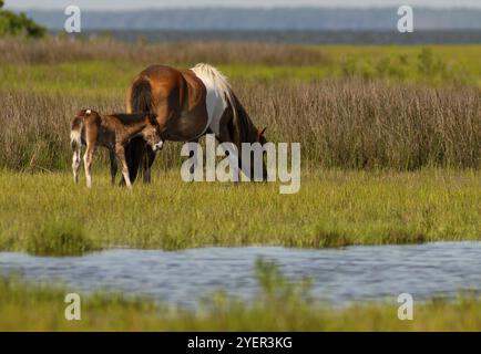 Due dei pony selvatici su Assateague Island foraggio in marsh al bordo delle acque Foto Stock