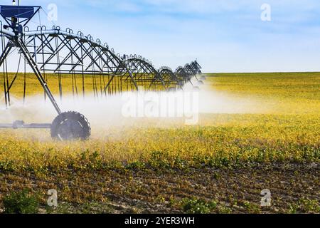 Una vista laterale di un lungo perno centrale acqua di irrigazione sistema sprinkler irrorazione delle colture di cui sopra in un ampio campo, con spazio copia a destra Foto Stock