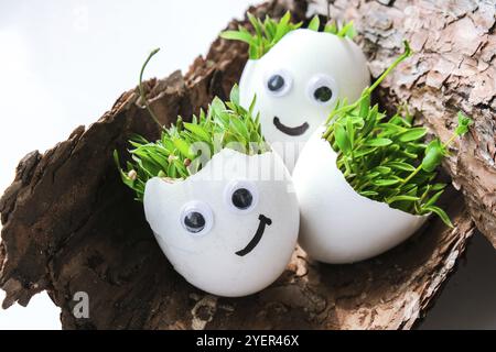 Micro green freschi. I micrograni di rucola e cress crescono in guscio bianco d'uovo con volti divertenti sulla corteccia dell'albero. Germogli. Piantine senza plastica. Ringhino Foto Stock