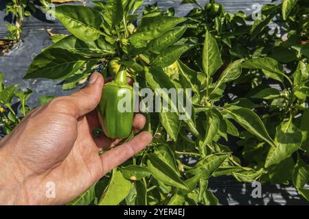 Chiudere a portata di mano tenendo in mano piccoli peperoni verdi non maturi provenienti dalla pianta dei peperoni in campo aperto per l'agricoltura vegetale Foto Stock