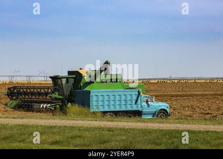Una mietitrebbia è presente nel campo di coltivazione con un carro attrezzi che si estende su un autocarro di trasporto, sulla logistica agricola e agricola a Saskatchewan, Canada, Nort Foto Stock