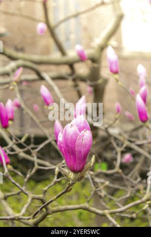 Sulange magnolia primo piano sul ramo dell'albero. Fioritura di magnolia in primavera. Rosa cinese o piattino albero di fiori di magnolia. Tenero flowe rosa e bianco Foto Stock