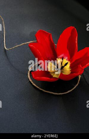 Tulipano rosso su sfondo scuro con arco legato organico naturale. Cartolina da carta da parati per le vacanze. San Valentino Mother Womans giorno. Biglietto d'auguri. Spazio di copia Foto Stock