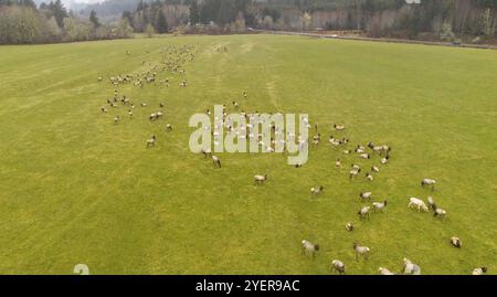 La prospettiva aerea di wild Roosenelt Elk alimentare come un gruppo in Oregon Coastal Mountains Foto Stock