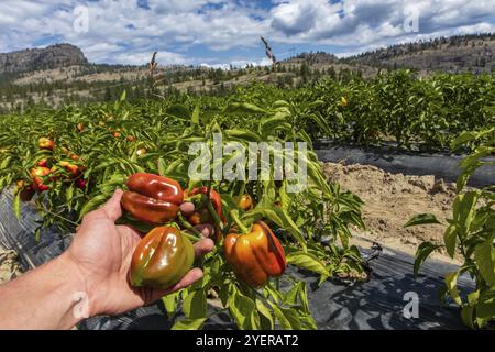 Primo piano a portata di mano che tiene un mucchio di peperoni rossi acerbi biologici dalla pianta sul terreno con un foglio di plastica, Okanagan Valley, Canada, Nord Foto Stock