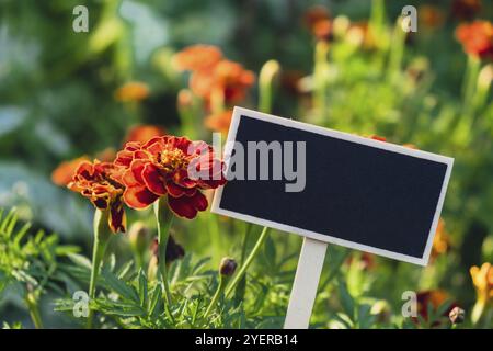 Lavagna spazio vuoto per la pubblicità sulla raccolta delle aziende agricole sfondo di fiori di calendula ecologici e sostenibili. Posiziona per la templa di testo Foto Stock