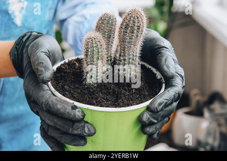 Primo piano di trapianto di cactus delle mani femminili. Concetto di giardino domestico. Attrezzi di giardinaggio. Ambiente di lavoro del giardiniere. Terra in un secchio. Prendersi cura di piante. Foto Stock