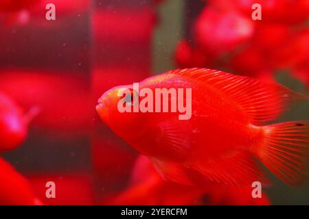 Pesce rosso cremisi Foto Stock