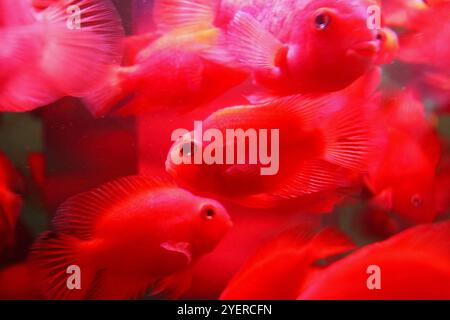 Pesce rosso cremisi Foto Stock