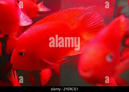 Pesce rosso cremisi Foto Stock