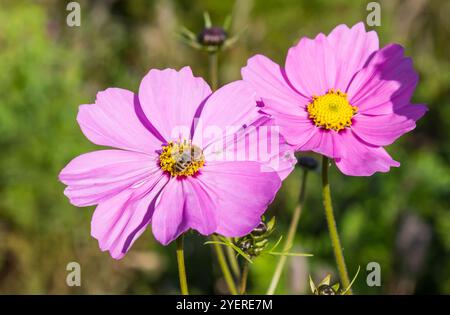 Un'ape seduta su un cosmo rosa (Cosmos bipinnatus) fiore a Evertsbos, Paesi Bassi Foto Stock
