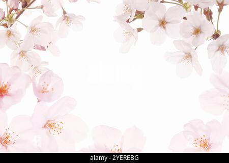 Fiori di ciliegio Foto Stock