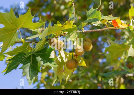 Giovani foglie verdi e palline di semi di Liquidambar styraciflua, comunemente chiamata gomma dolce americana (albero ambrato) sullo sfondo sfocato Foto Stock
