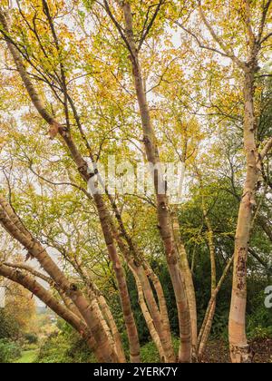 Steli multipli rivestiti in corteccia di seta e fogliame autunnale dorato della betulla ornamentale, Betula ermanii "Grayswood Hill" Foto Stock