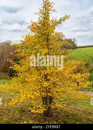 Fogliame autunnale giallo dell'arbusto di maidenhair, Ginkgo biloba "Autumn Gold" Foto Stock