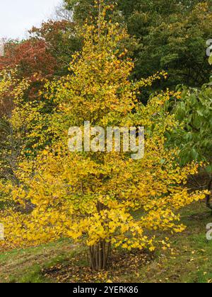 Fogliame autunnale giallo dell'arbusto di maidenhair, Ginkgo biloba "Autumn Gold" Foto Stock