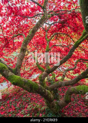 Foglie autunnali retroilluminate e rami rivestiti sotto la tettoia dell'acero giapponese, Acer palmatum "Matsukaze" Foto Stock