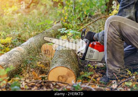 Le mani del lavoratore tengono la motosega per tagliare il tronco dell'albero. Taglio autunnale degli alberi nei parchi e nelle foreste. Blurr Foto Stock