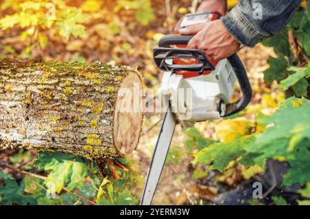 Le mani del lavoratore tengono la motosega per tagliare il tronco dell'albero. Taglio autunnale degli alberi nei parchi e nelle foreste. Blurr Foto Stock