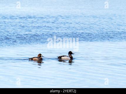 Un paio di Greater Scaup, Aythya marila sul Firth of Forth a Grangemouth, Scozia, Regno Unito. Foto Stock