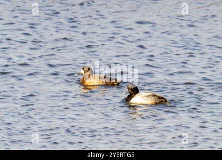 Un paio di Greater Scaup, Aythya marila sul Firth of Forth a Grangemouth, Scozia, Regno Unito. Foto Stock