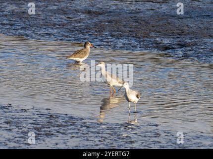 Greenshank; Tringa nebularia, Common Redshank, Tringa totanus e Spotted Redshank, Tringa erythropus sul Firth of Forth a Grangemouth, Scozia, Foto Stock