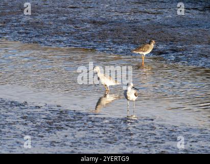 Greenshank; Tringa nebularia, Common Redshank, Tringa totanus e Spotted Redshank, Tringa erythropus sul Firth of Forth a Grangemouth, Scozia, Foto Stock