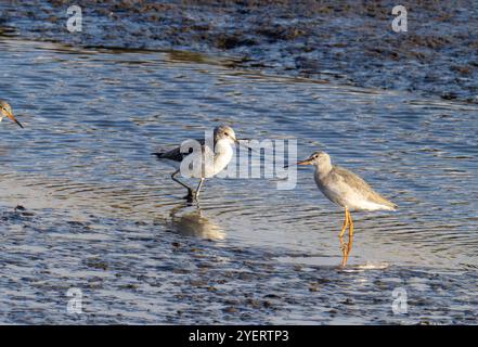 Greenshank; Tringa nebularia, Common Redshank, Tringa totanus e Spotted Redshank, Tringa erythropus sul Firth of Forth a Grangemouth, Scozia, Foto Stock