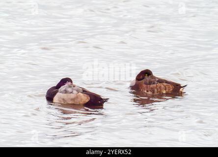 Un paio di Greater Scaup, Aythya marila sul Firth of Forth a Grangemouth, Scozia, Regno Unito. Foto Stock