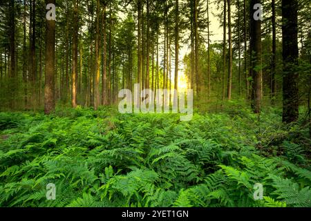 Paesaggio Drents Foresta di abete Gasselterveld Foresta di Gieten-Borger all'alba con luce calda e sottopiantagione di Bracken, Pteridium aquilinum A. Foto Stock