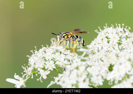 Macro primo piano di Wespawn maculato, Chrysotoxum festivum, addome nero con strisce gialle trasversali che si forgiano su fiori bianchi Common Hogweed, Heracleu Foto Stock