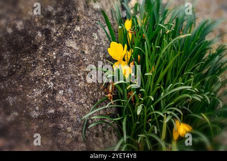 Sternbergia lutea di colore giallo brillante. Primo piano naturale, ritratto di piante fiorite. incredibile, attenzione, bello, fioritura, arrossamento, audace Foto Stock