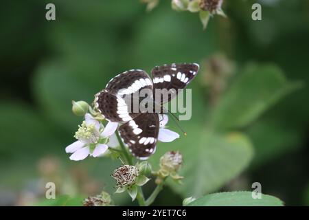 White Admiral Butterfly - Limenitis camilla Foto Stock