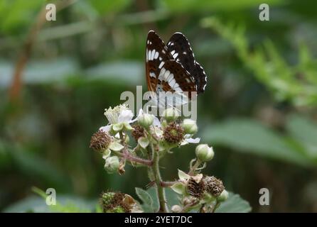 White Admiral Butterfly - Limenitis camilla Foto Stock