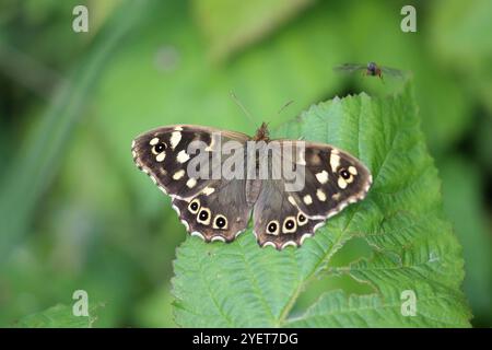 Butterfly in legno macchiato femmina - Pararge aegeria Foto Stock