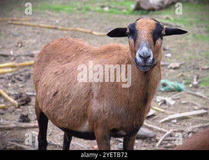 La pecora del Camerun o nano del Camerun è una razza camerunese di pecore domestiche Foto Stock