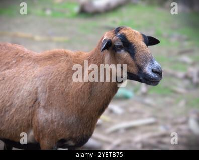 La pecora del Camerun o nano del Camerun è una razza camerunese di pecore domestiche Foto Stock