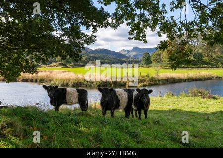 Giovani mucche di Galloway sotto gli alberi lungo il fiume Brathay vicino a Elterwater nel Lake District, Cumbria, Inghilterra. Foto Stock