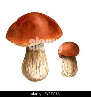 Set di funghi bolete. Illustrazione dell'acquerello botanico porcini. Bolo dettagliato isolato su sfondo bianco. Clipart autunnale di stagione dipinto a mano f Foto Stock