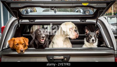 Quattro cani attendono pazientemente dietro a un ritiro. In attesa del ritorno del proprietario Foto Stock