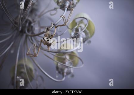 Soggiorno decorato a tema di Halloween. Stile di vita Halloween stagione famiglia interni. Tradizionale sfondo decorazioni Halloween. Foto Stock