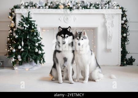 Due husky siberiani sono seduti accanto al caminetto la vigilia di Capodanno. Una ghirlanda sta bruciando, una vacanza. Cartolina. Studio fotografico. Natale, confezione regalo, Merry Foto Stock