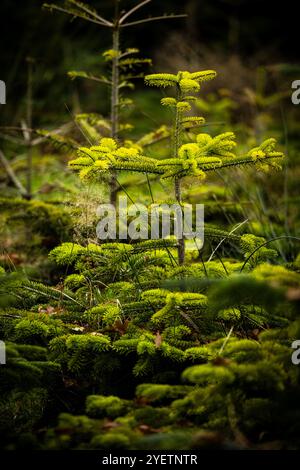 HEYTHUYSEN - Un campo di alberi di Natale in una fattoria di alberi di Natale. ANP ROB ENGELAAR netherlands Out - belgio Out Foto Stock