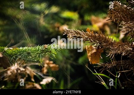 HEYTHUYSEN - Un campo di alberi di Natale in una fattoria di alberi di Natale. ANP ROB ENGELAAR netherlands Out - belgio Out Foto Stock