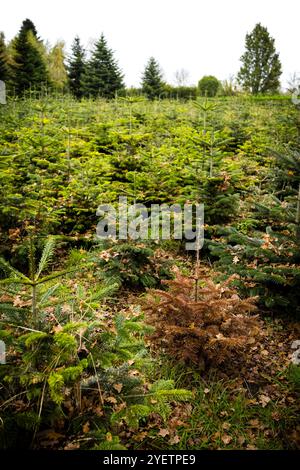 HEYTHUYSEN - Un campo di alberi di Natale in una fattoria di alberi di Natale. ANP ROB ENGELAAR netherlands Out - belgio Out Foto Stock