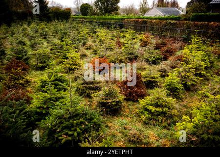 HEYTHUYSEN - Un drone shot di un campo di alberi di Natale in una fattoria di alberi di Natale. ANP ROB ENGELAAR netherlands Out - belgio Out Foto Stock