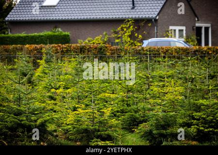 HEYTHUYSEN - Un campo di alberi di Natale in una fattoria di alberi di Natale. ANP ROB ENGELAAR netherlands Out - belgio Out Foto Stock